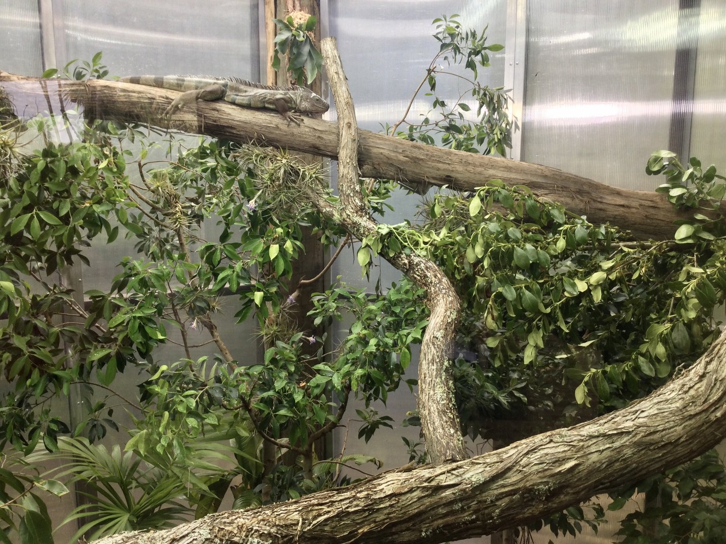 Green Iguana Exhibit (Renovated)