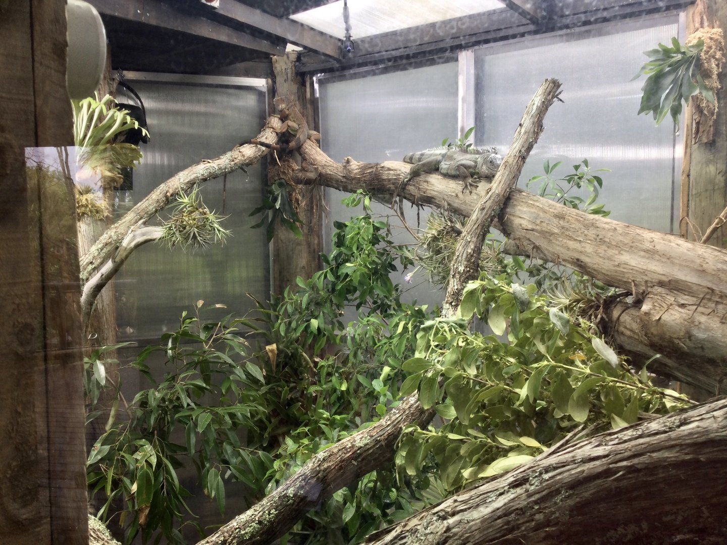 Green Iguana Exhibit (Renovated)