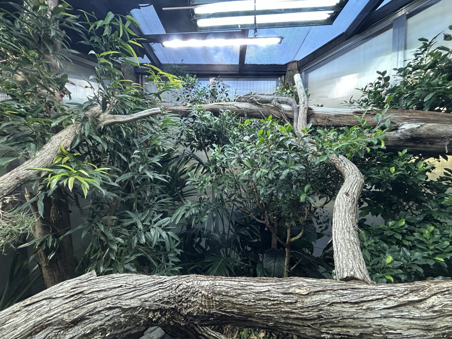 Green Iguana Exhibit - South American Rainforest Track