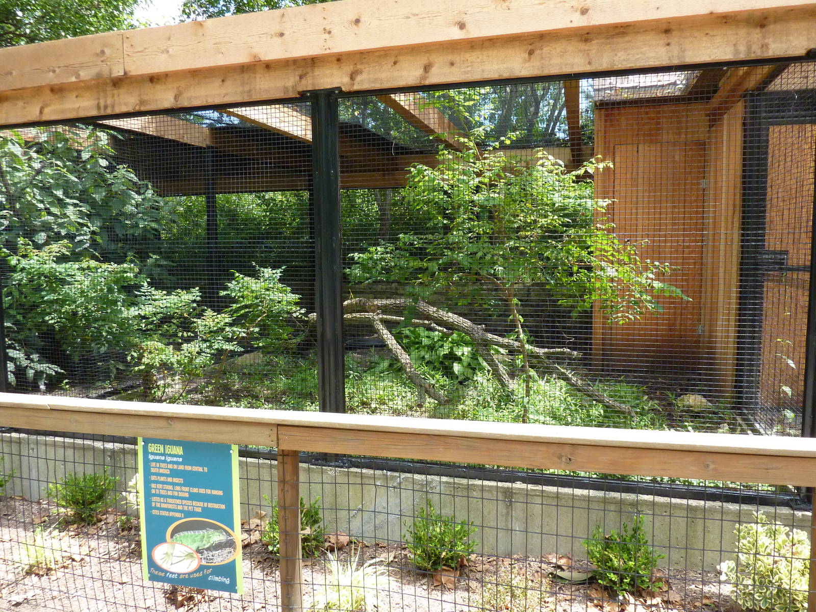 Green Iguana Exhibit