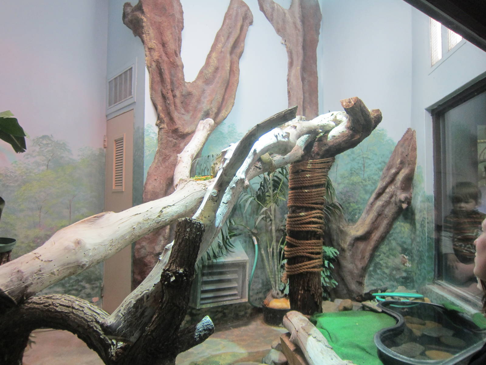 Green Iguana Exhibit