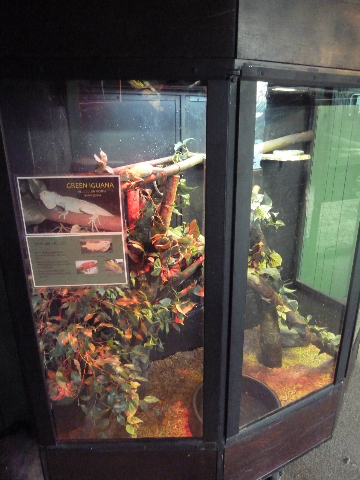 Green Iguana Exhibit