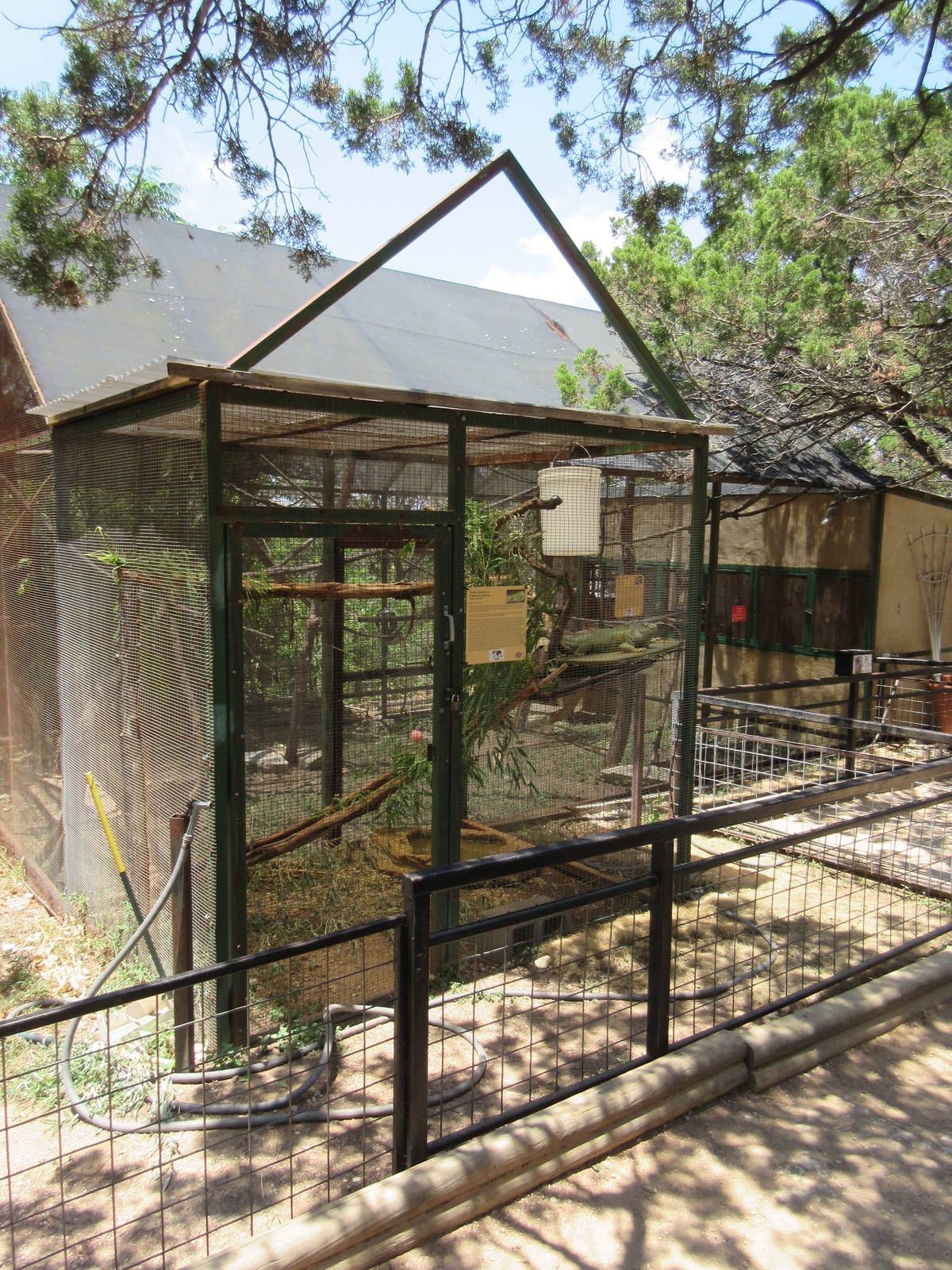 Green Iguana Exhibit