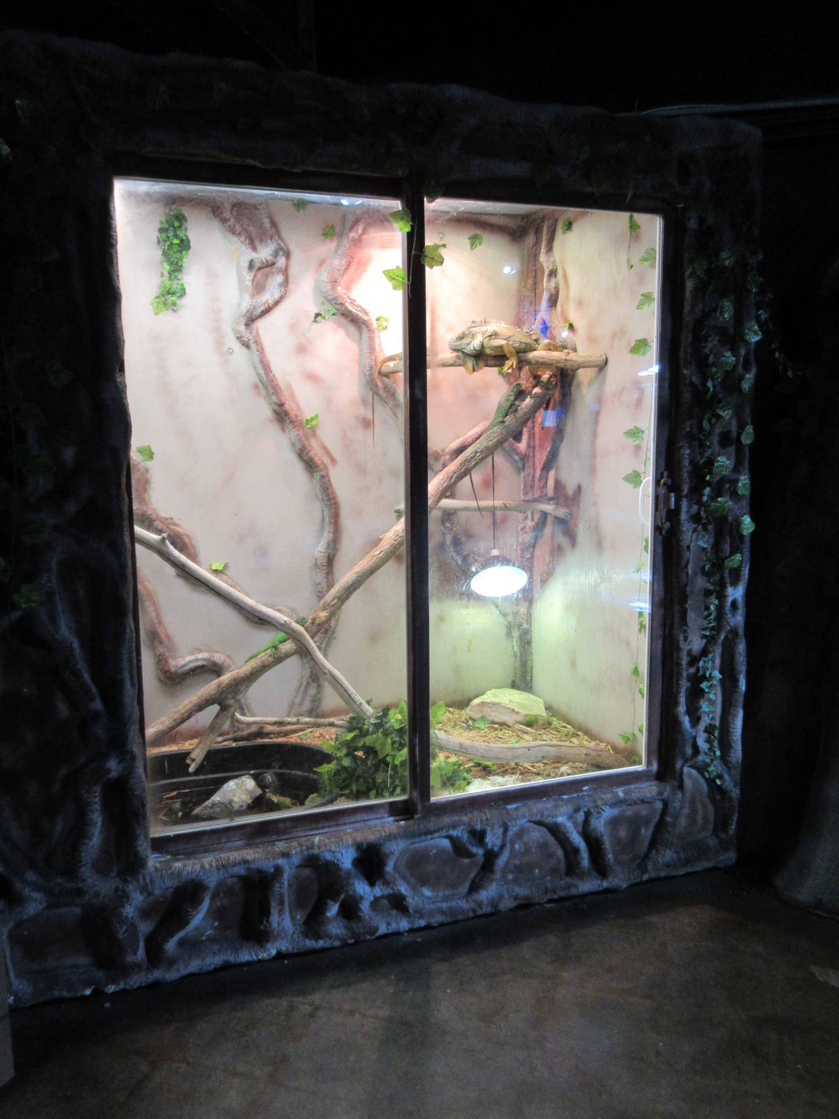 Green Iguana Exhibit