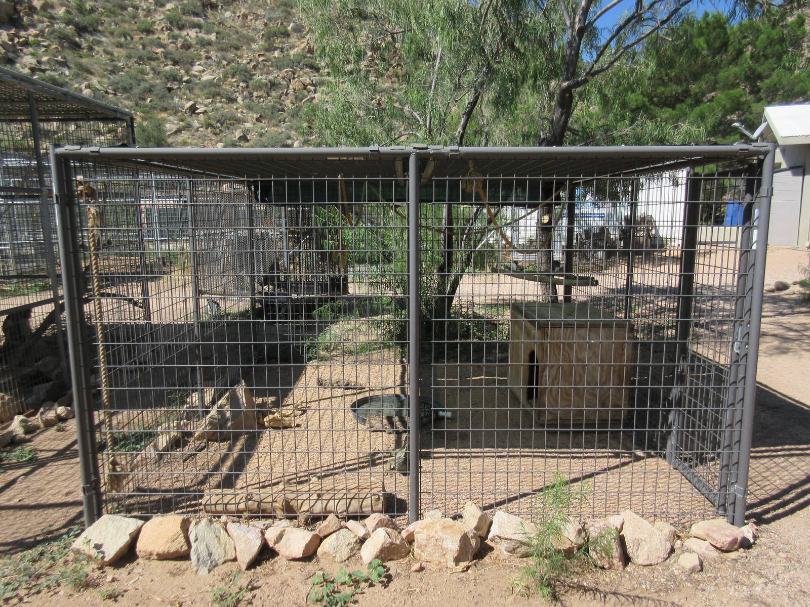 Green Iguana Exhibit