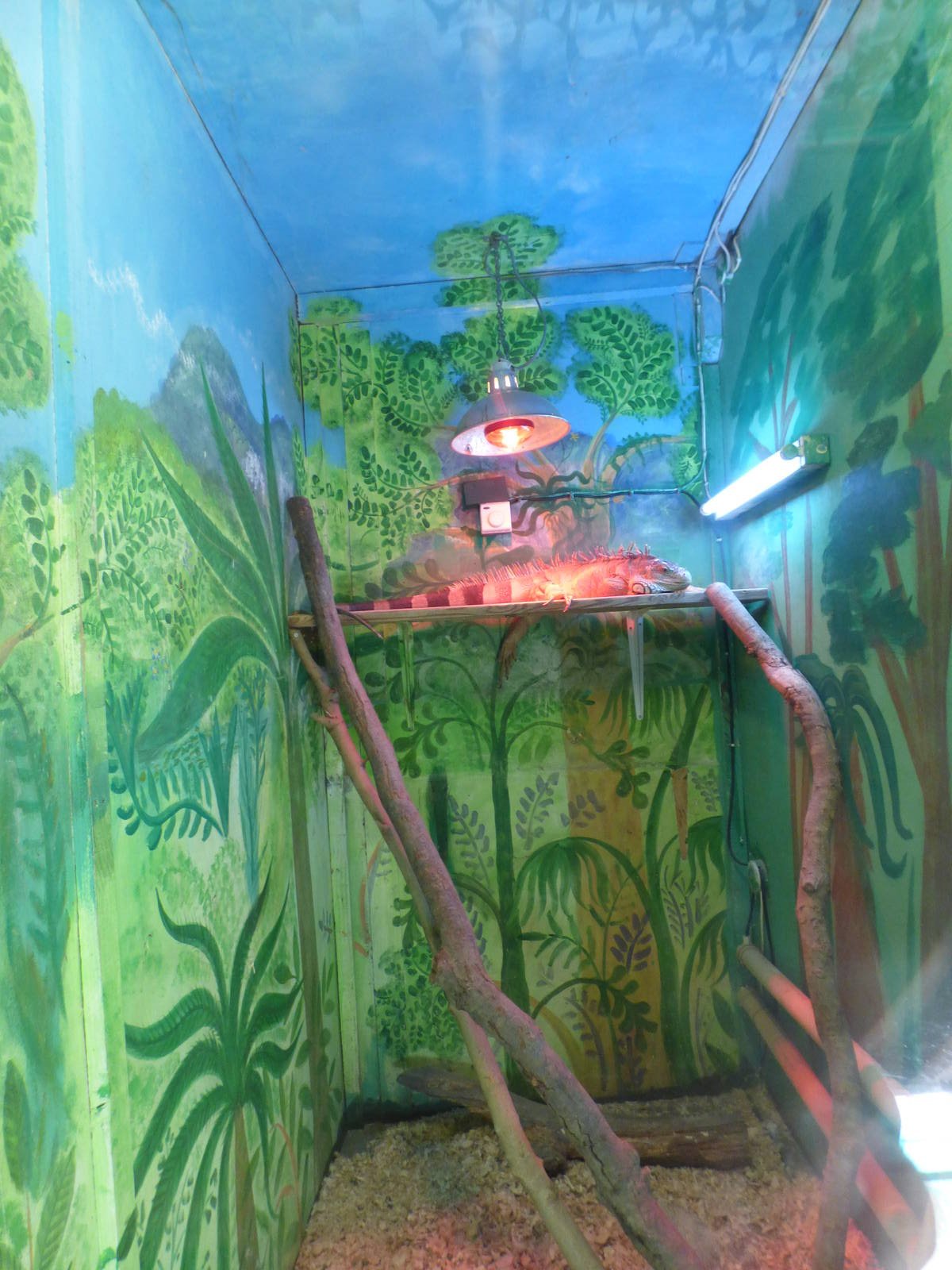 Green Iguana Exhibit