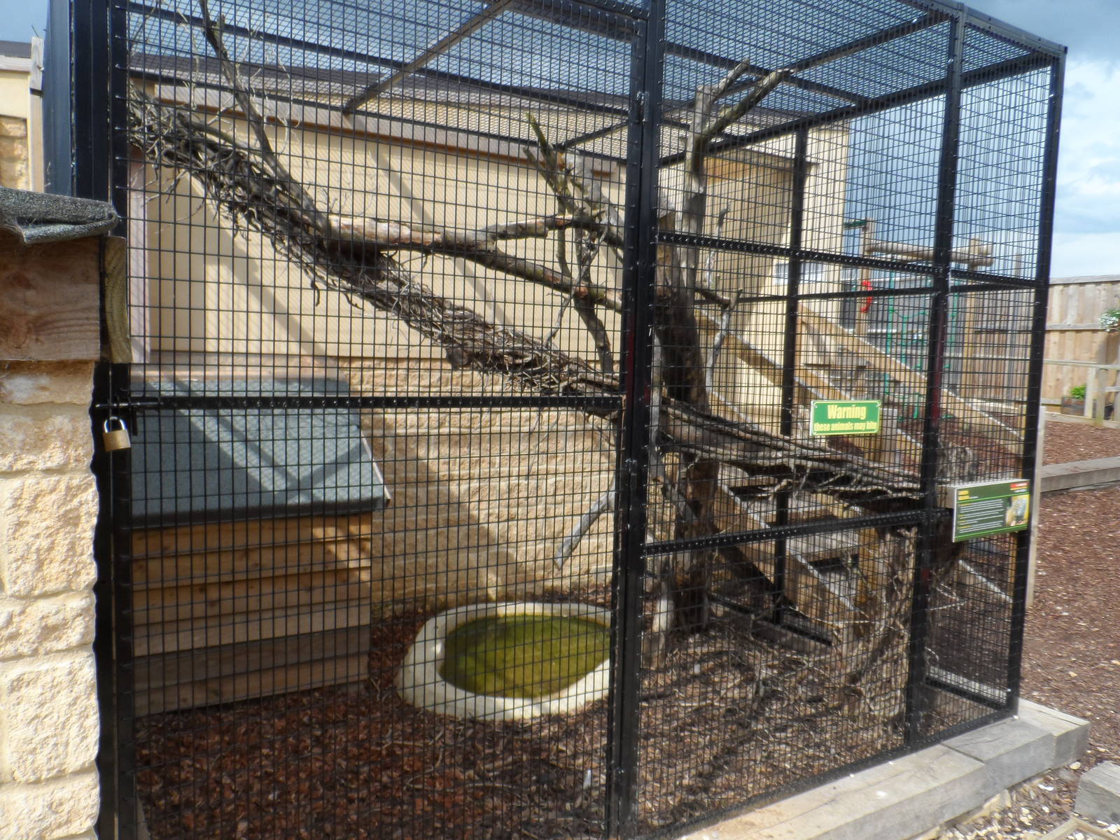 Green Iguana Exhibit