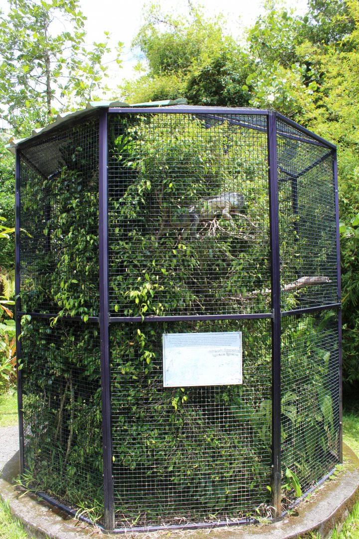 Green Iguana Exhibit