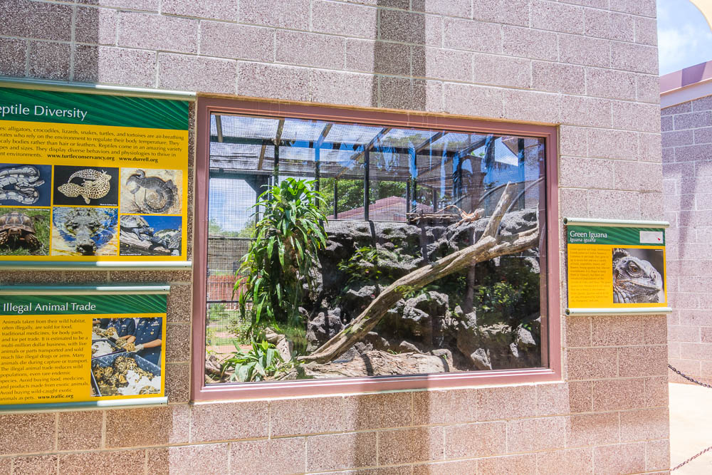 Green Iguana exhibit