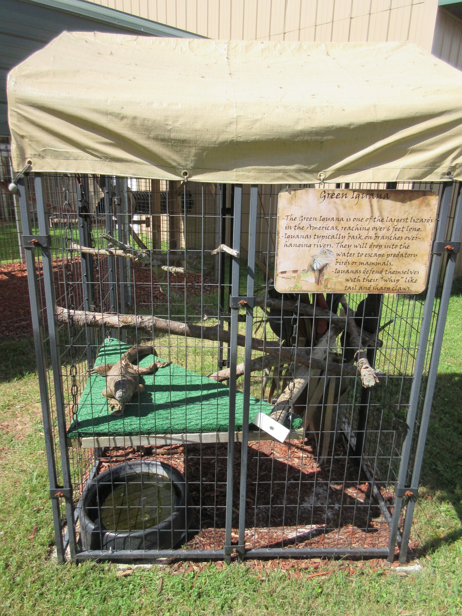 Green Iguana Exhibit