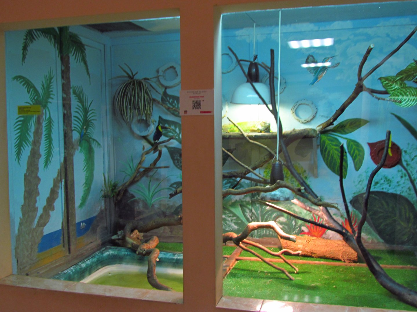 Green iguana exhibit