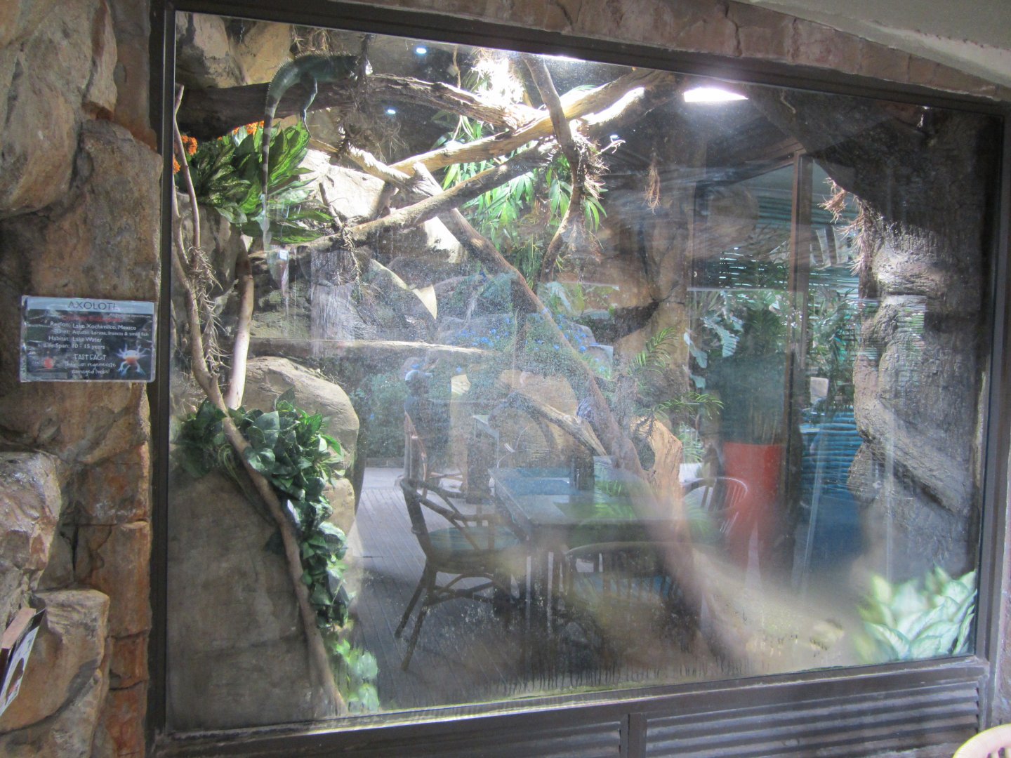 Green Iguana Exhibit