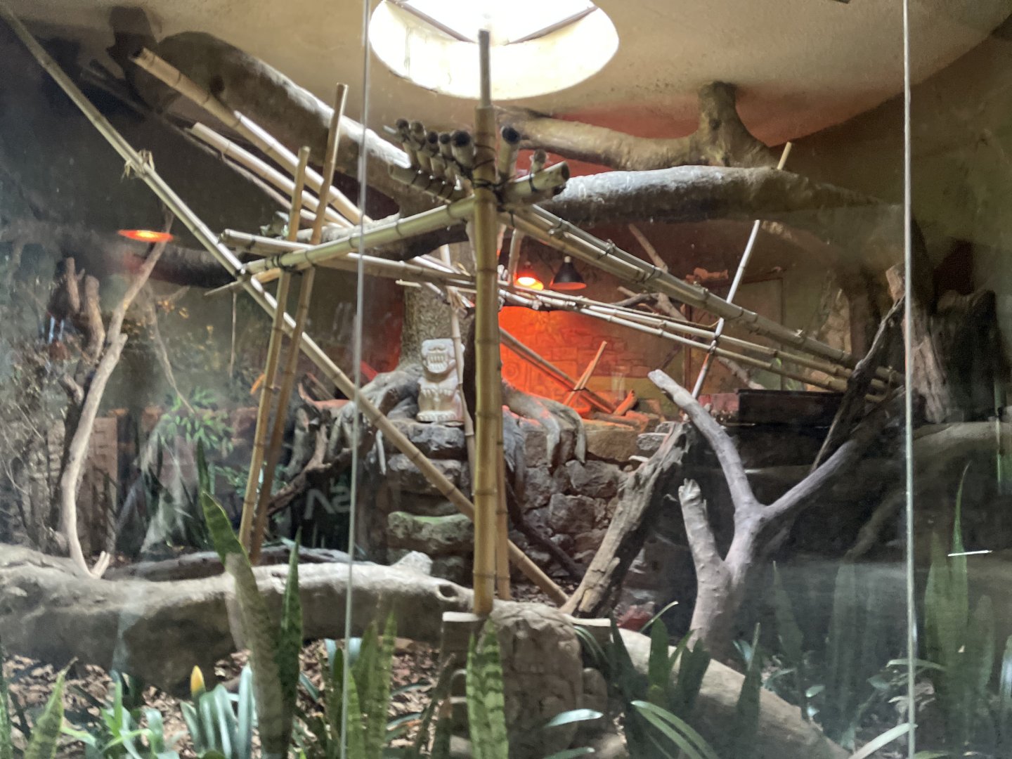 Green Iguana Exhibit