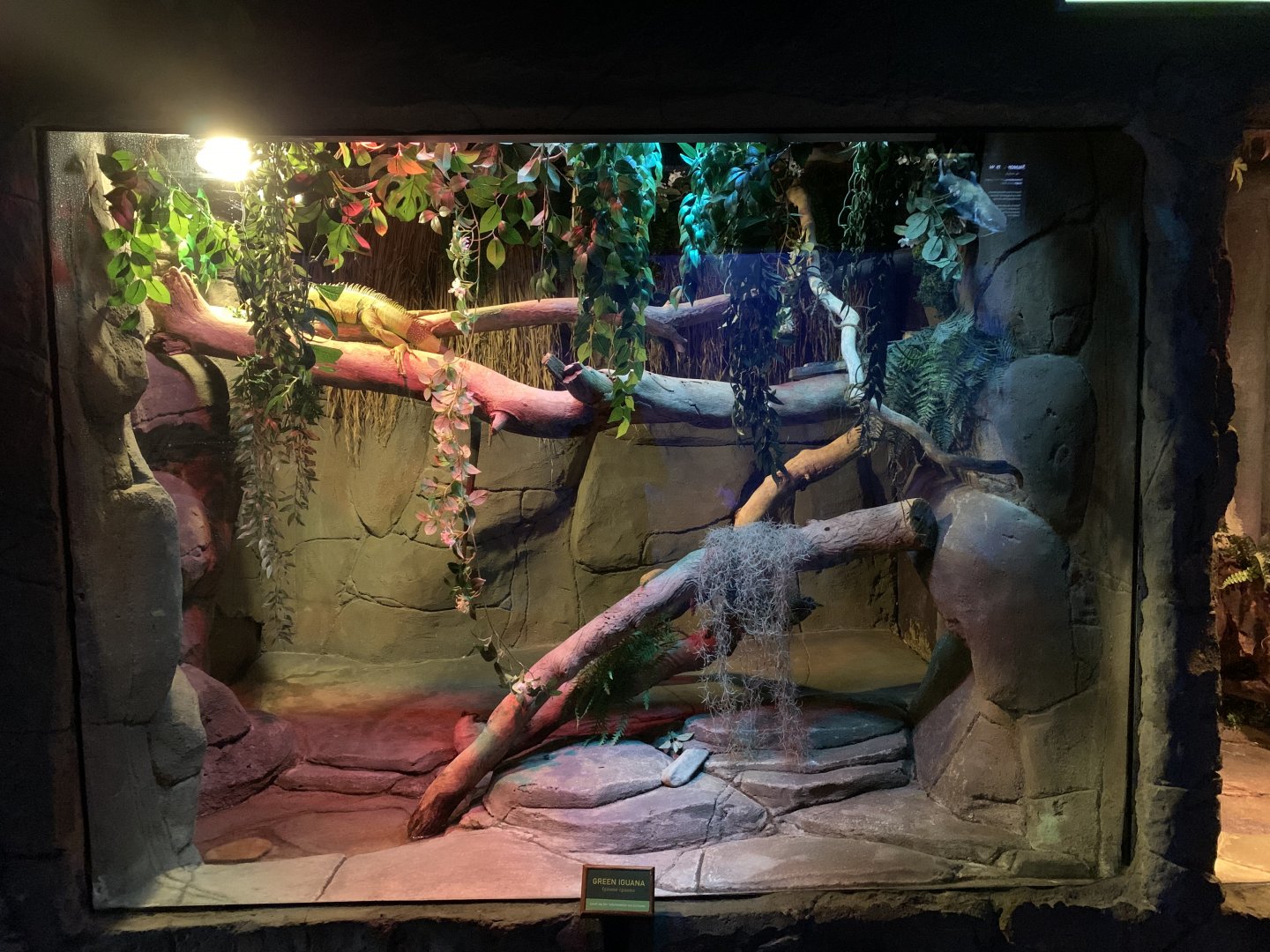 Green Iguana Exhibit