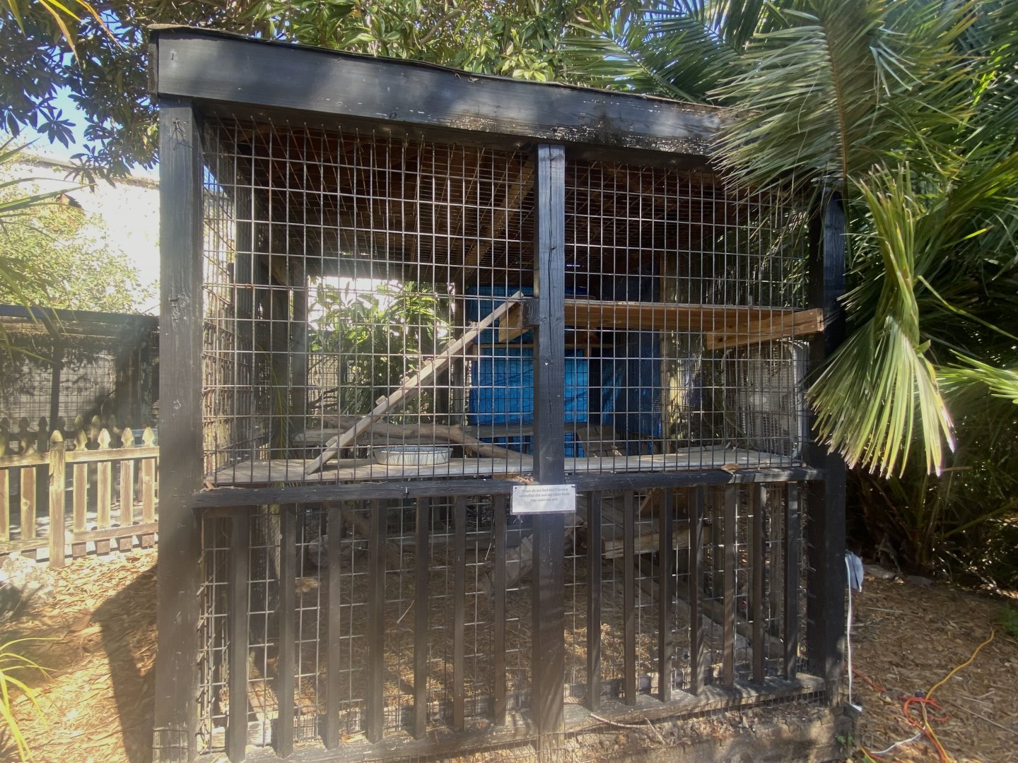 Green Iguana Exhibit