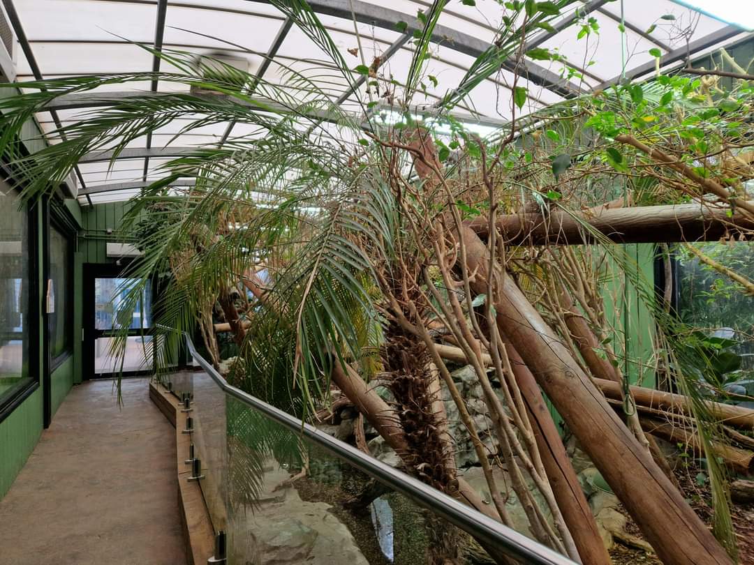 Green Iguana exhibit