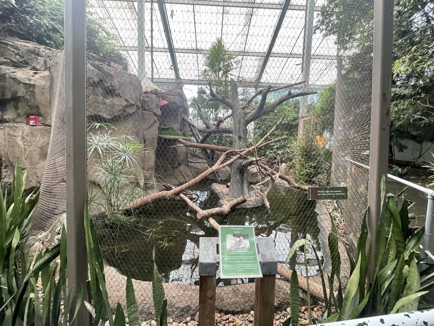 Green Iguana Exhibit
