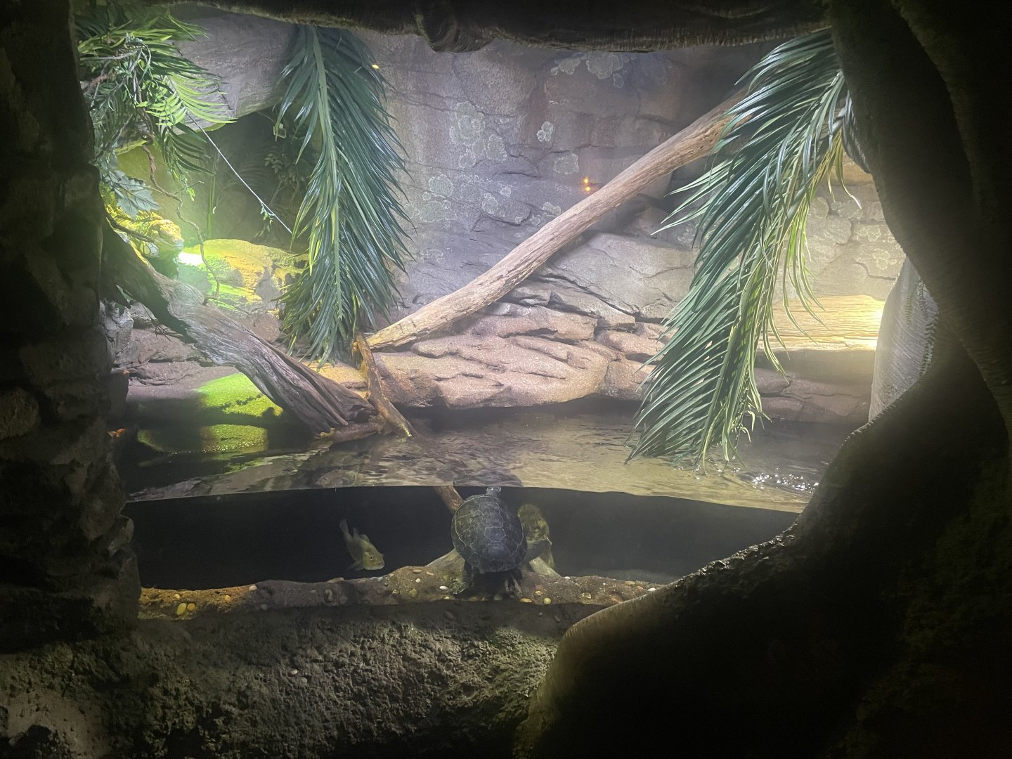 Green Iguana Exhibit