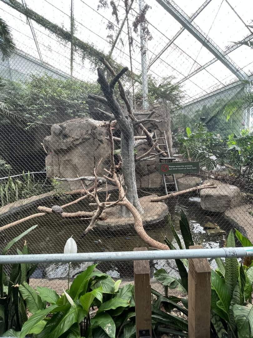 Green Iguana Exhibit