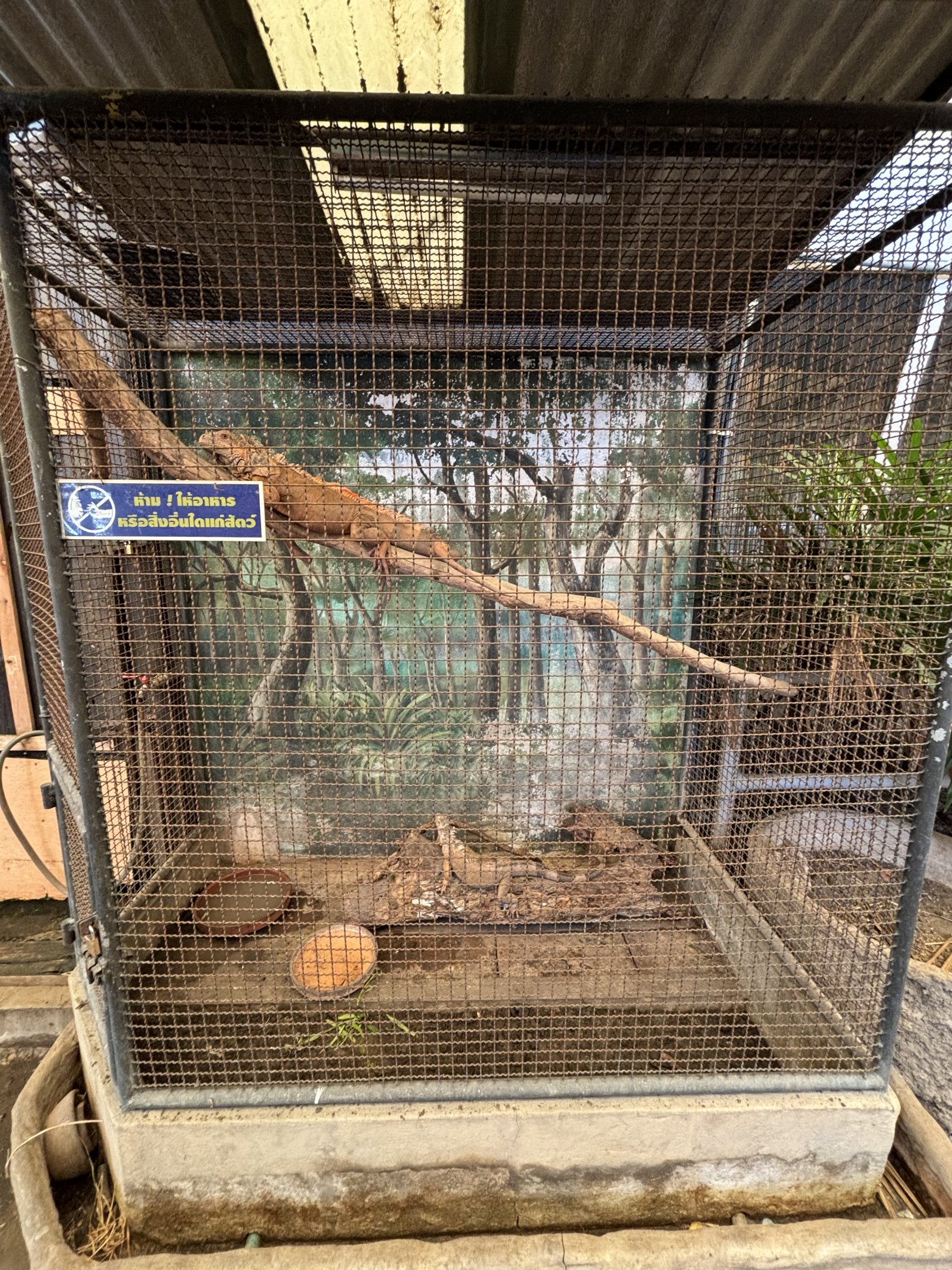 Green Iguana Exhibit