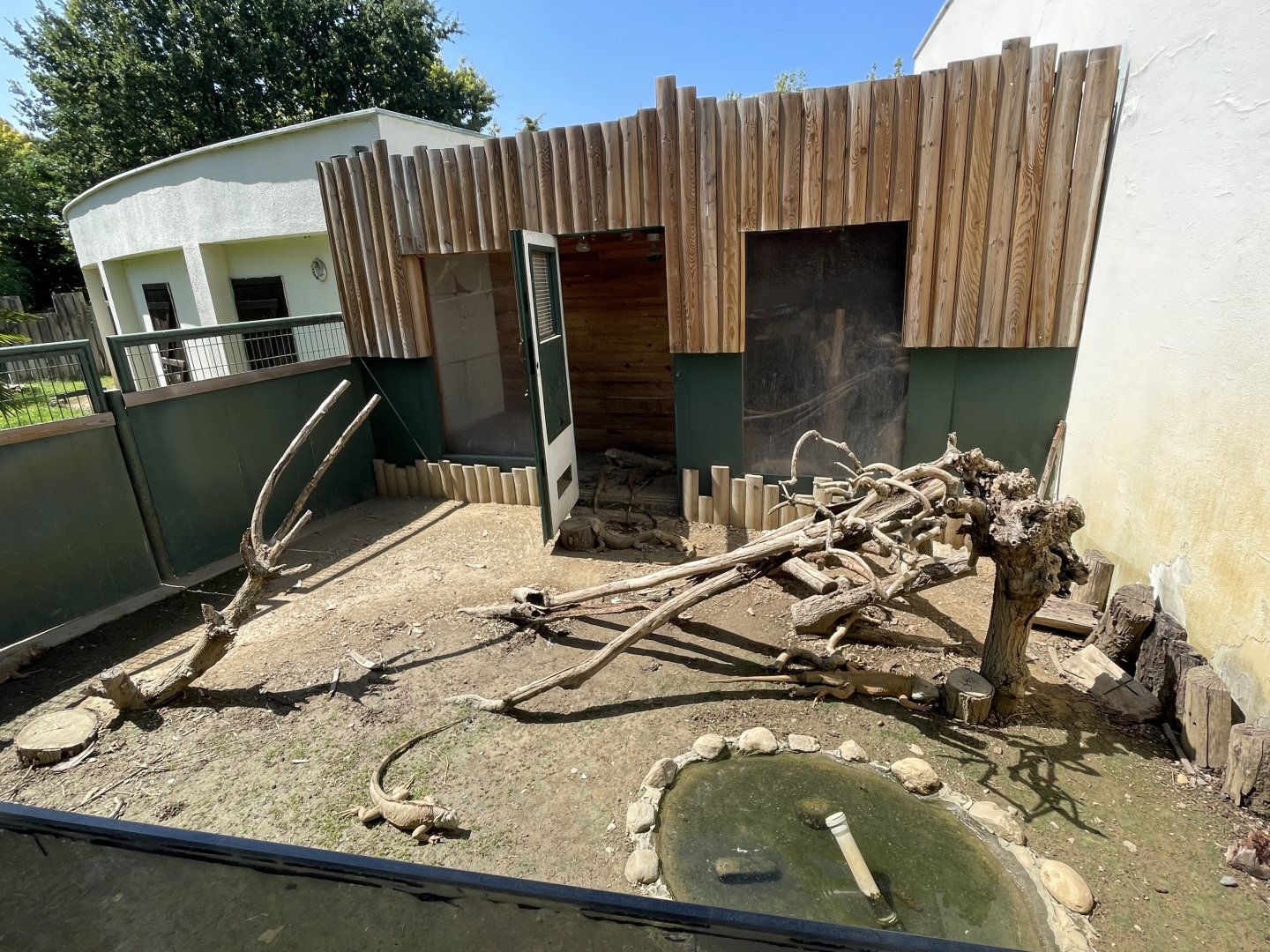 Green iguana exhibit