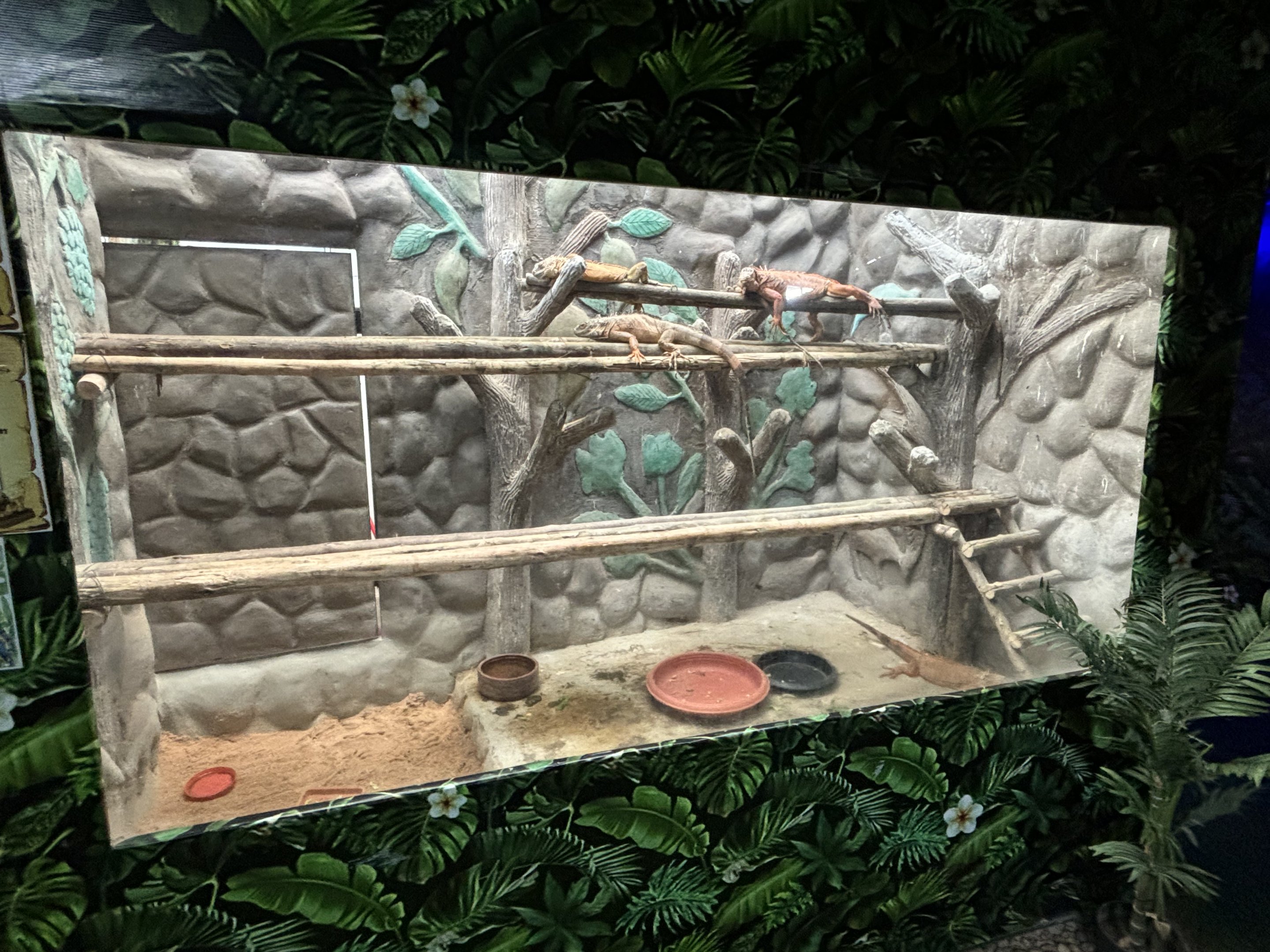 Green Iguana Exhibit