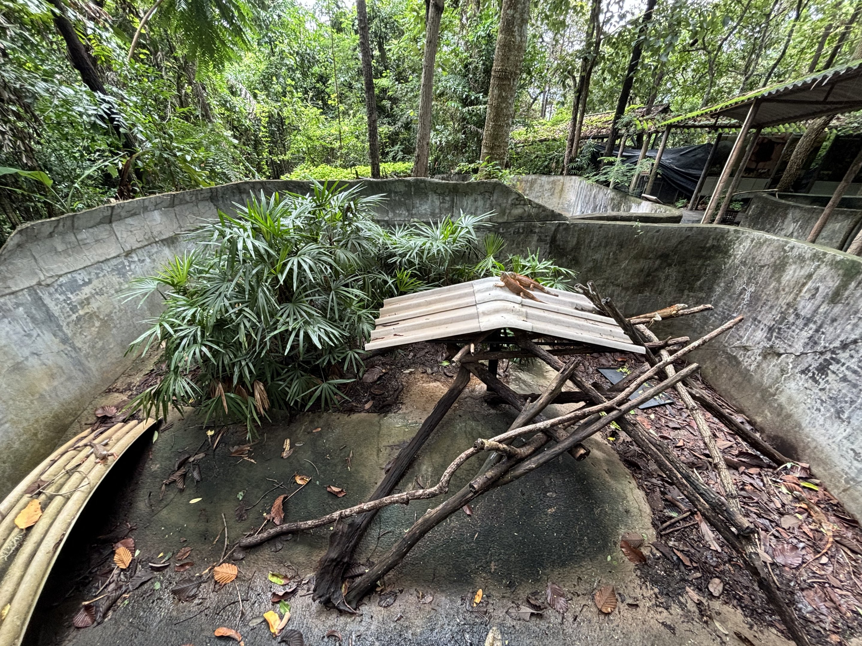 Green Iguana Exhibit