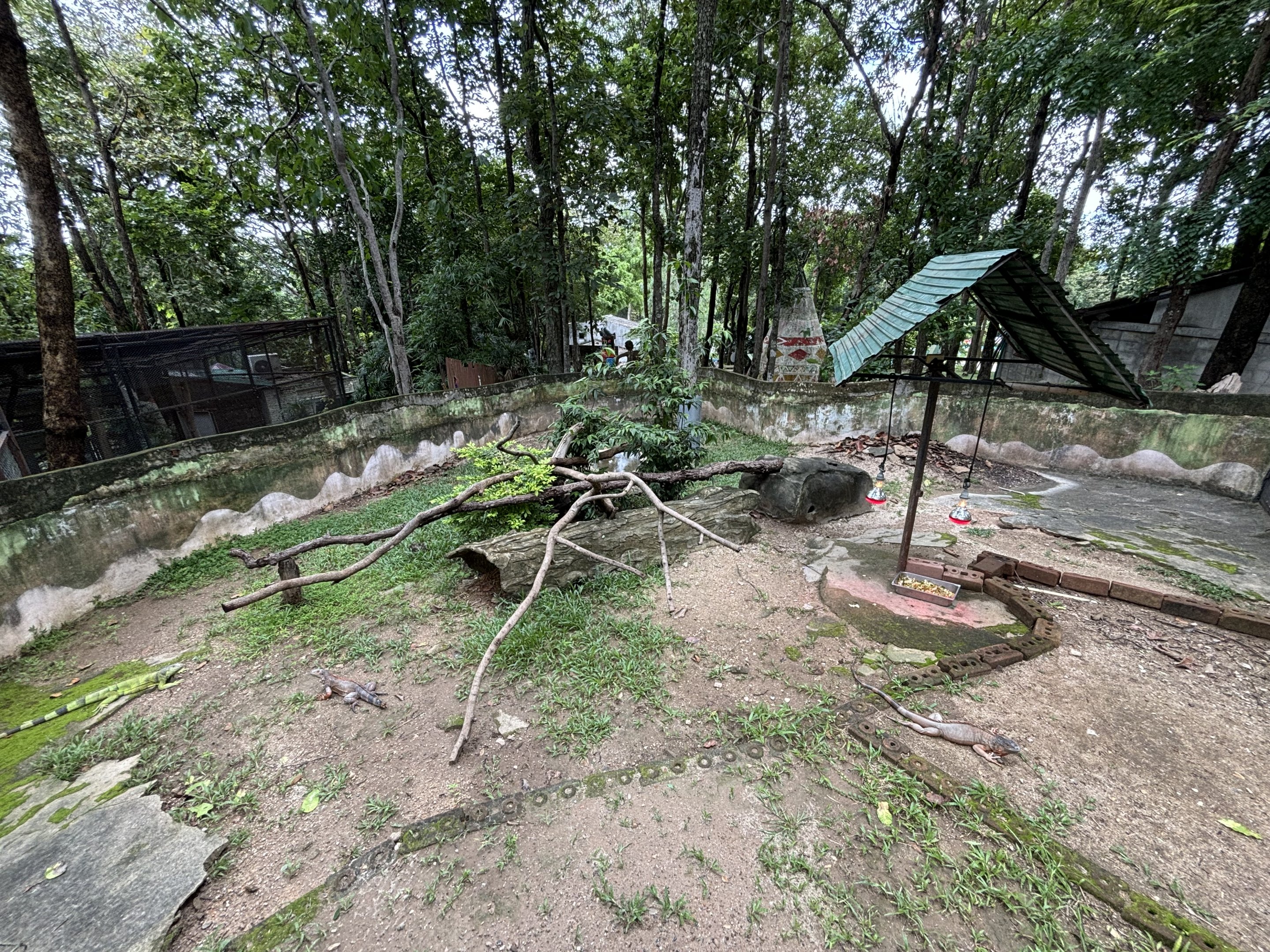Green Iguana Exhibit