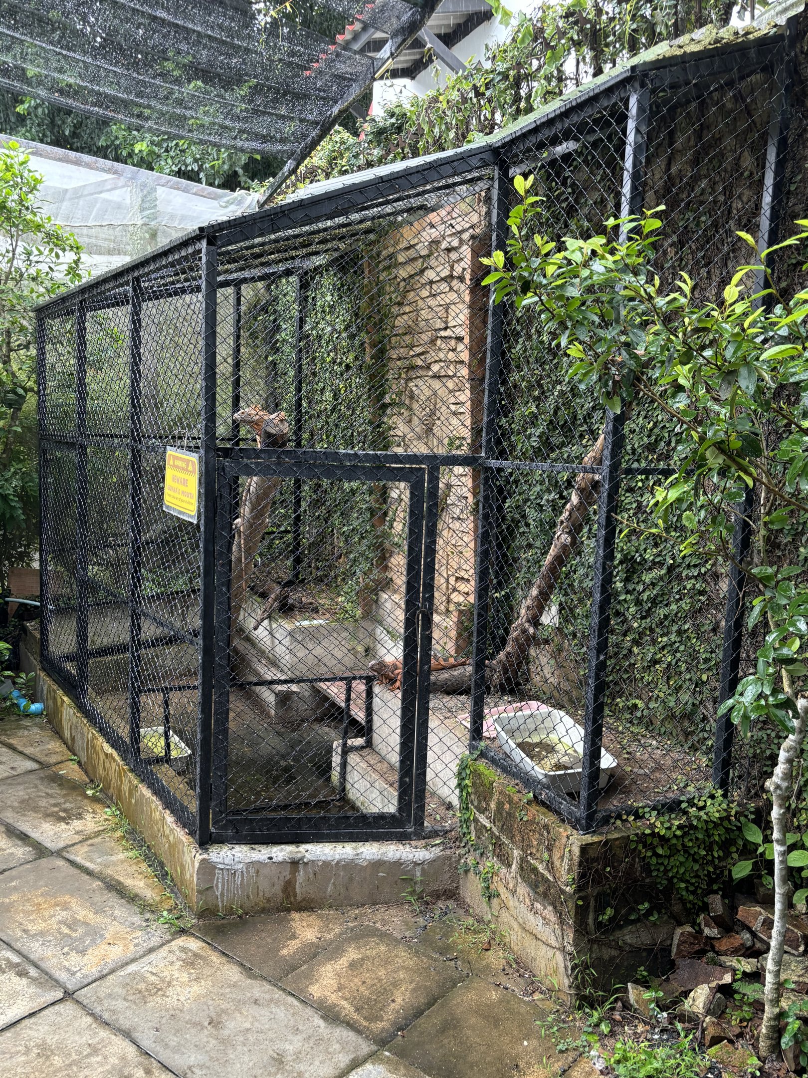 Green Iguana Exhibit