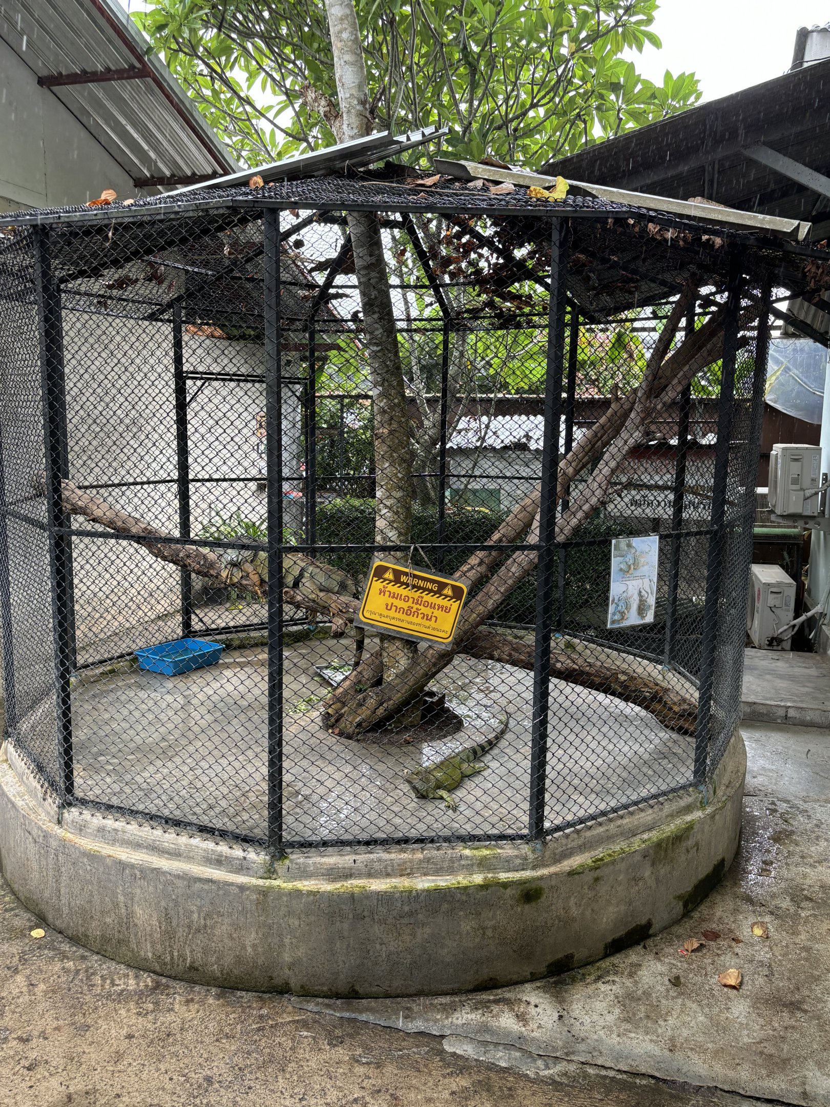 Green Iguana Exhibit