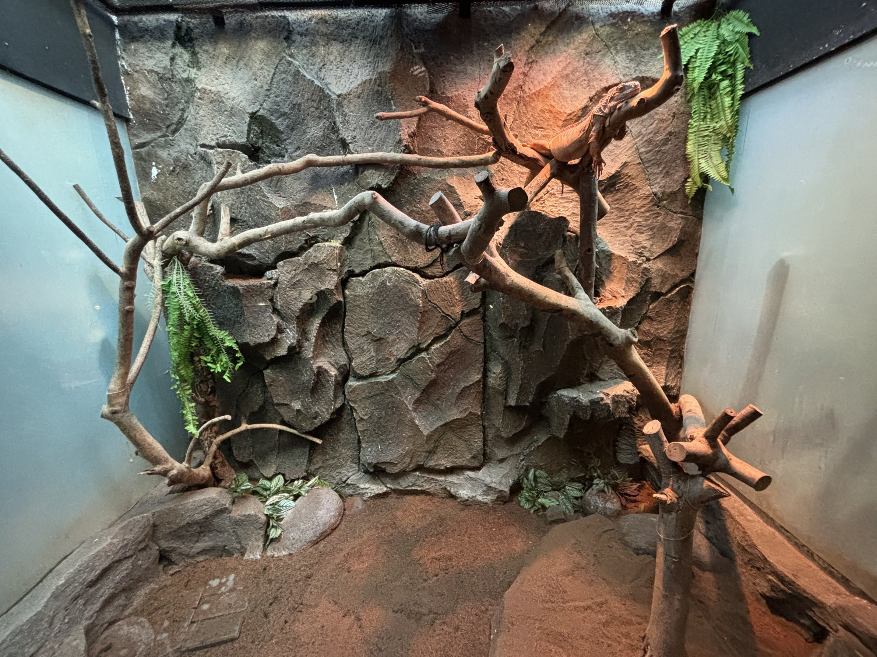 Green Iguana Exhibit