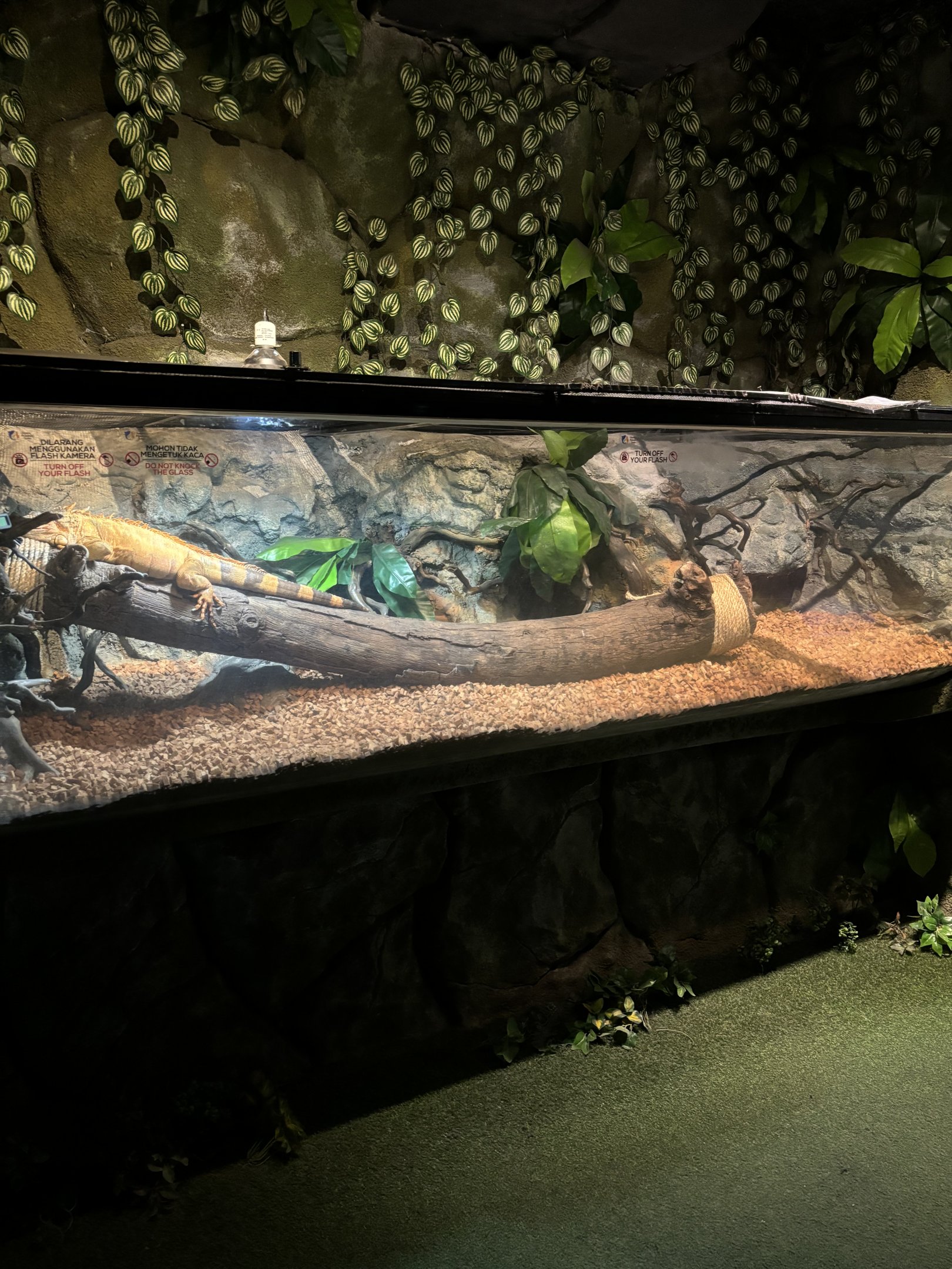 Green Iguana Exhibit