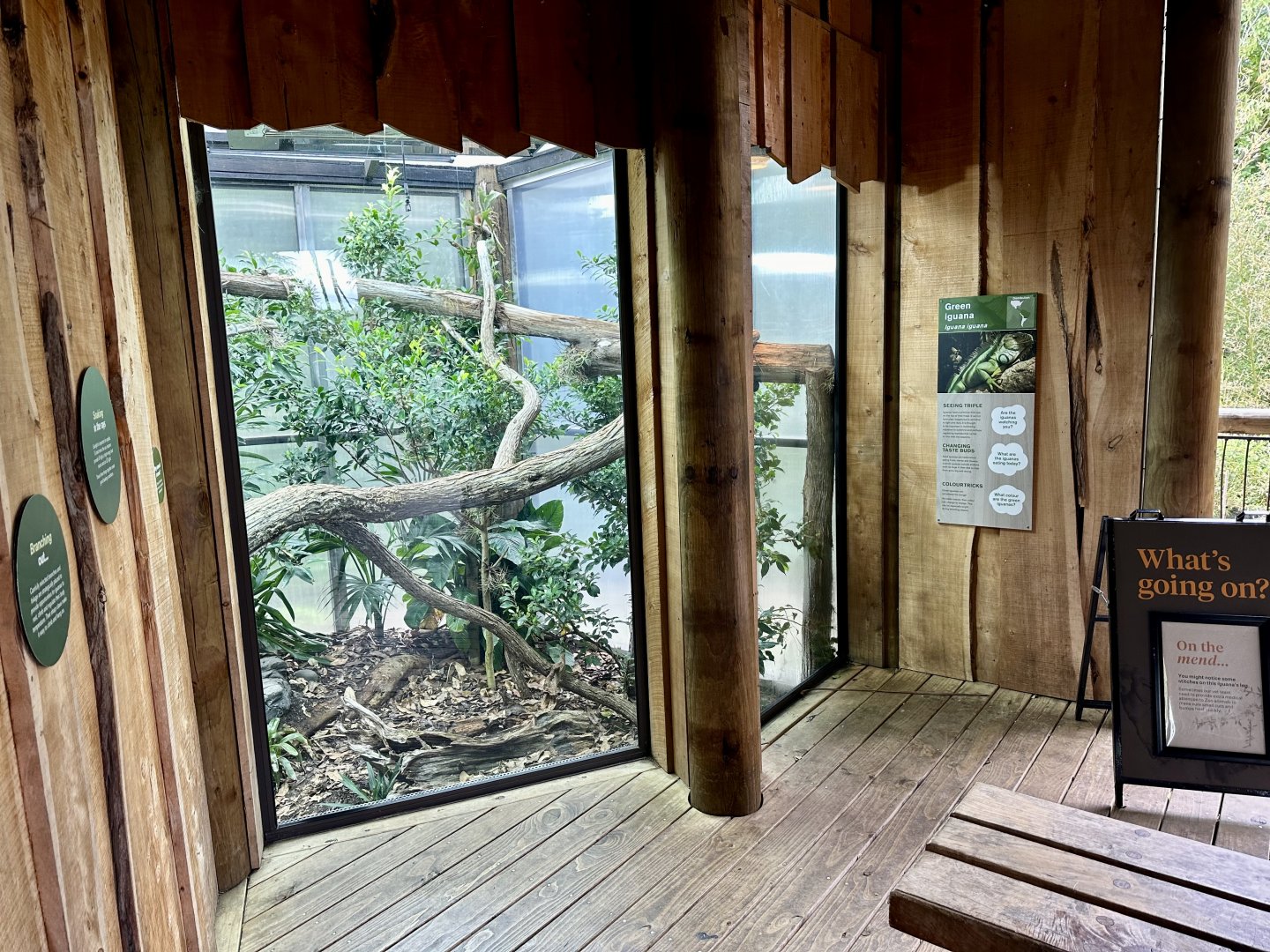 Green Iguana Exhibit