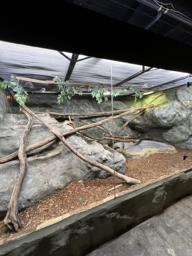 Green Iguana Exhibit
