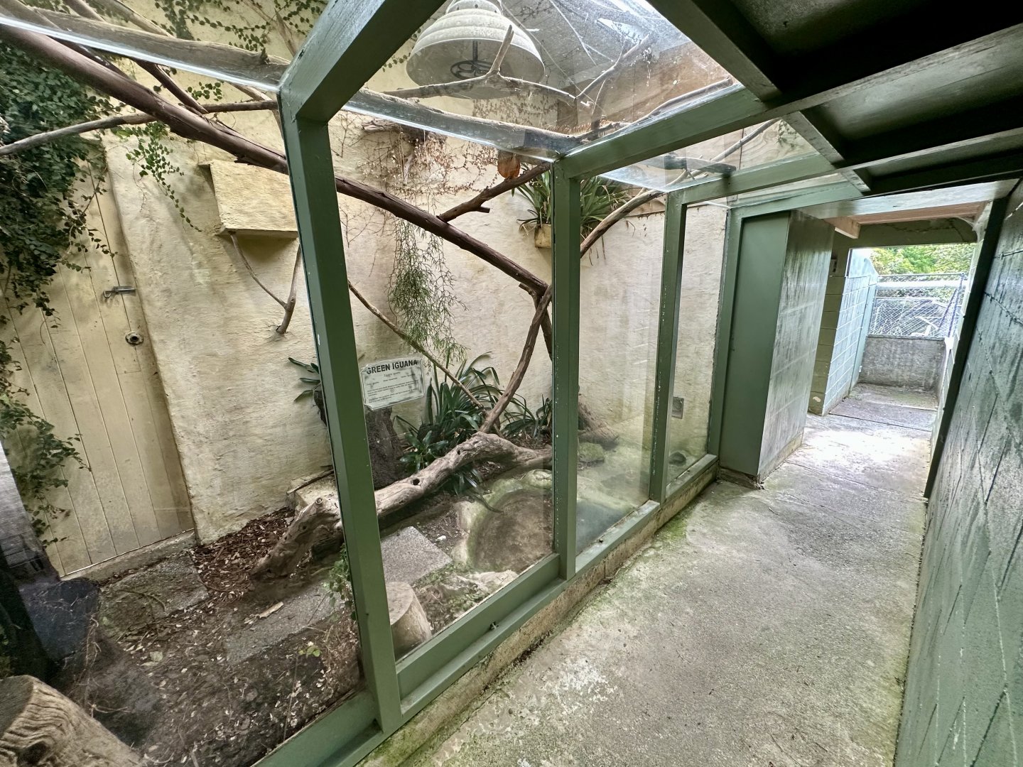 Green Iguana Exhibit