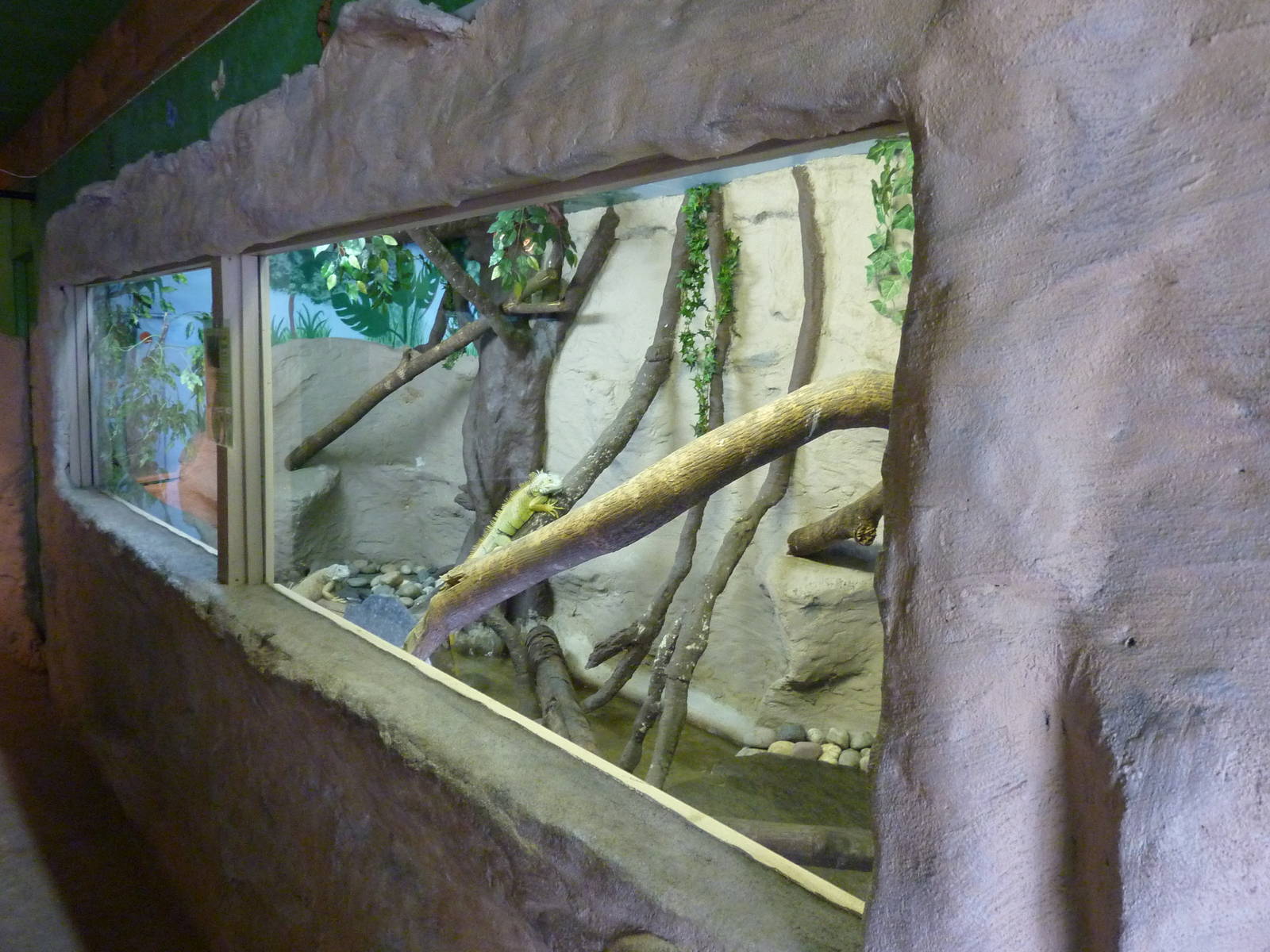 Green Iguana Exhibit