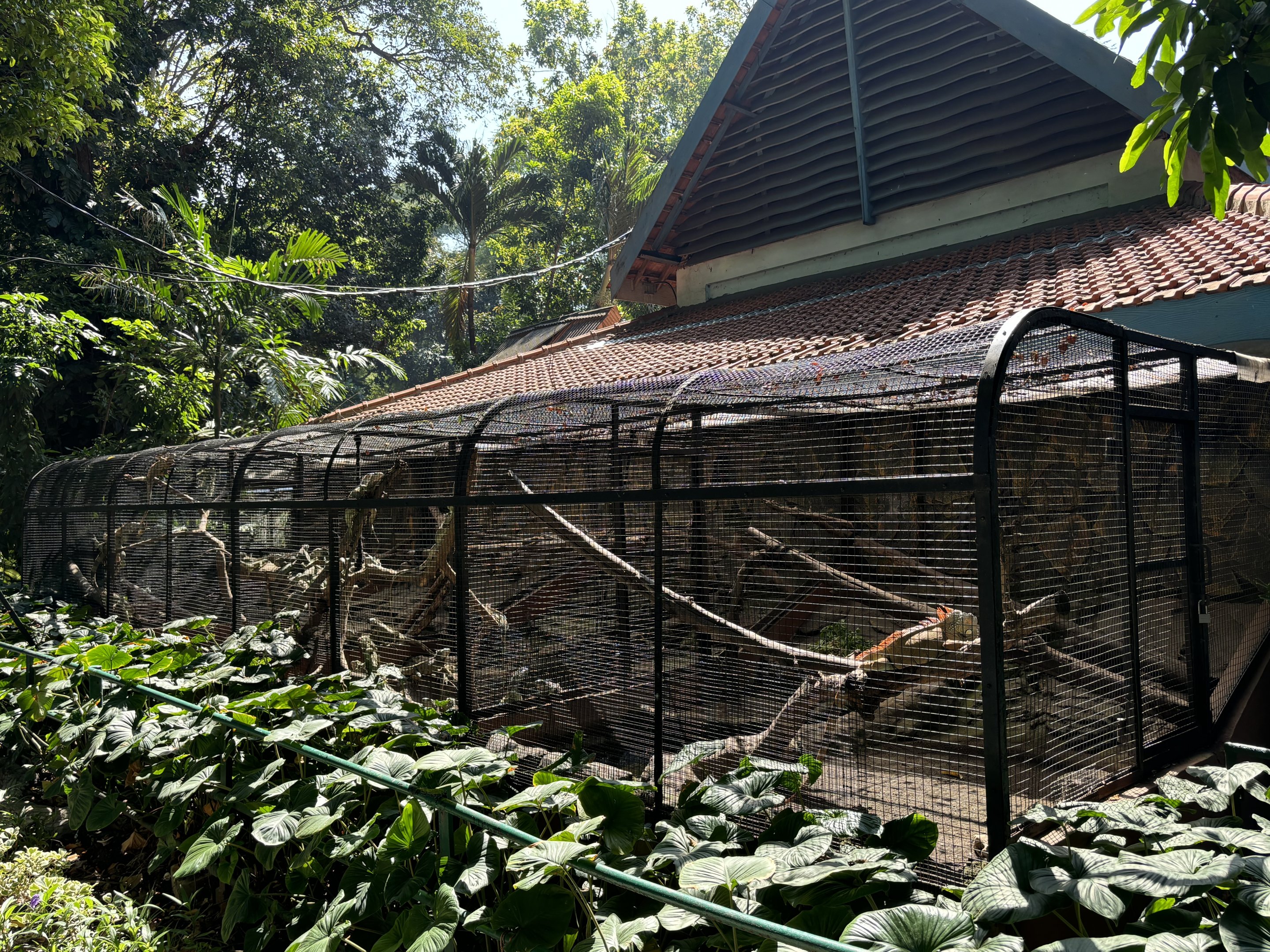 Green Iguana Exhibits #2, #3, #4 + #5