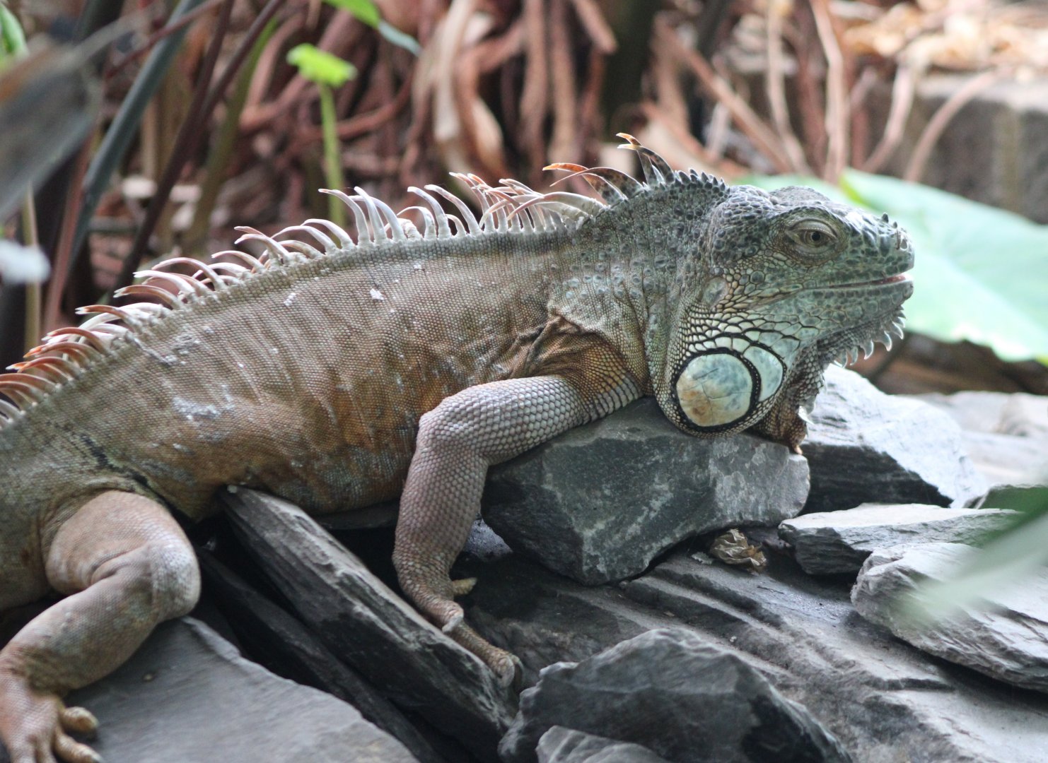 Green iguana - former subspecies rhinolopha