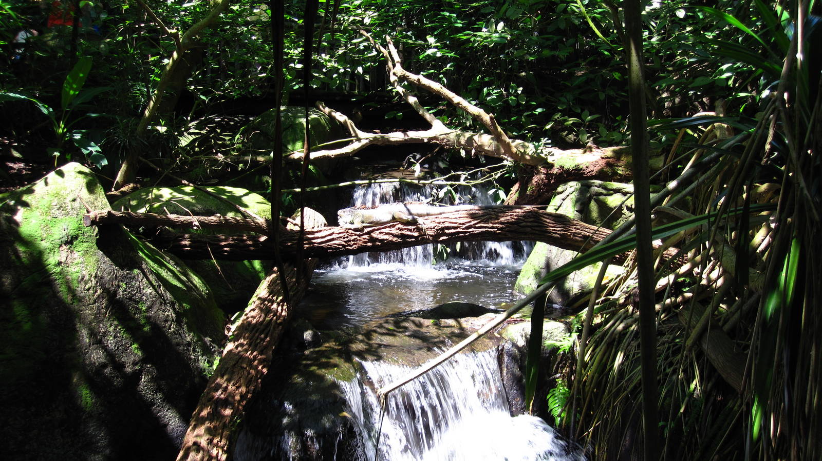 Green Iguana, Fragile Forest exhibit
