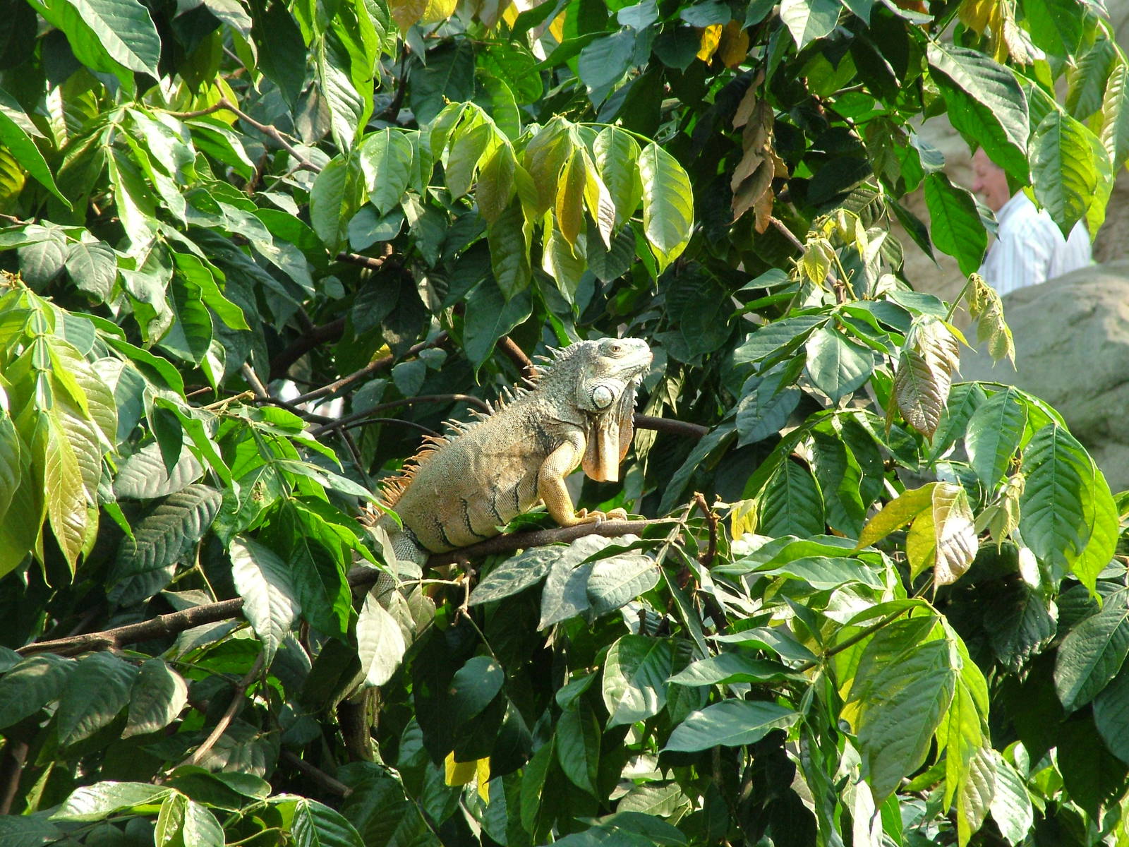 Green Iguana - Gondwanaland, Leipzig, 02/09/11