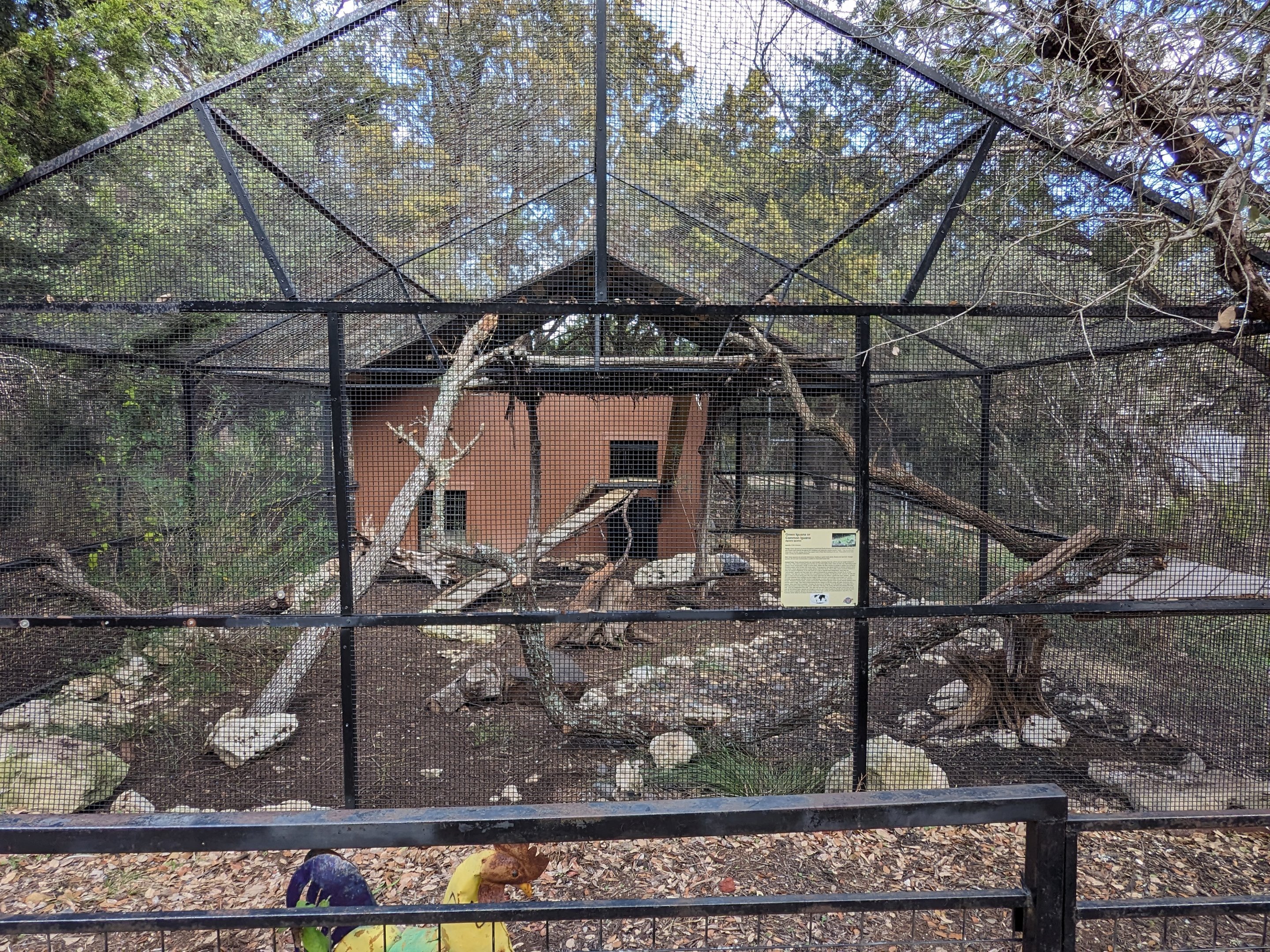Green iguana habitat near train station