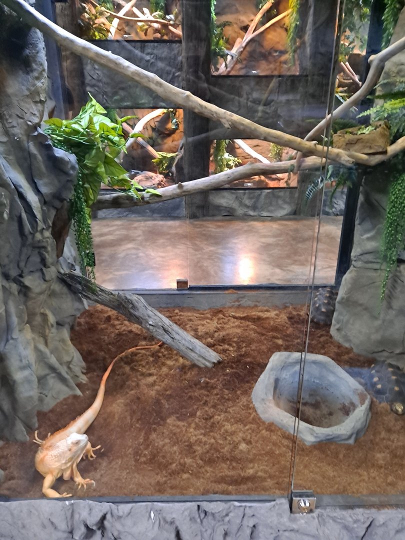 Green Iguana (Hienz) and Red-Footed Tortoise Exhibit (4/19/25)