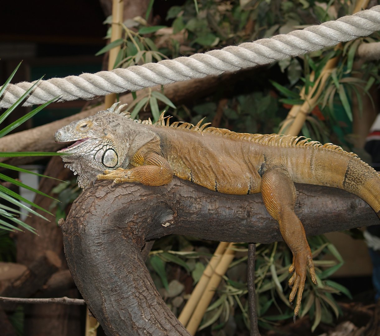 Green iguana (Iguana iguana), 2006-05-01