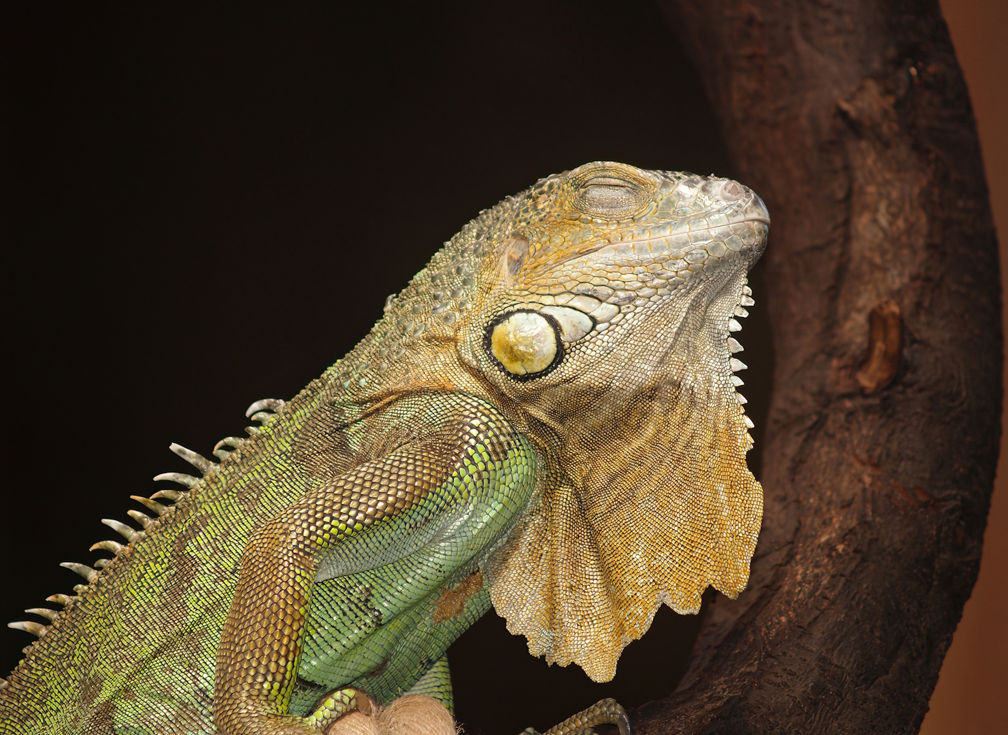 Green iguana (Iguana iguana), 2007-04-01