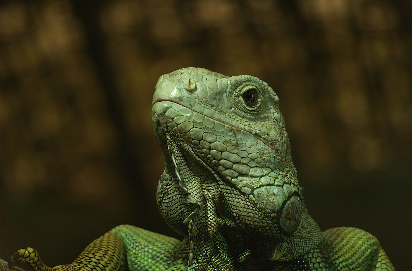 Green iguana (Iguana iguana), 2008-08-06