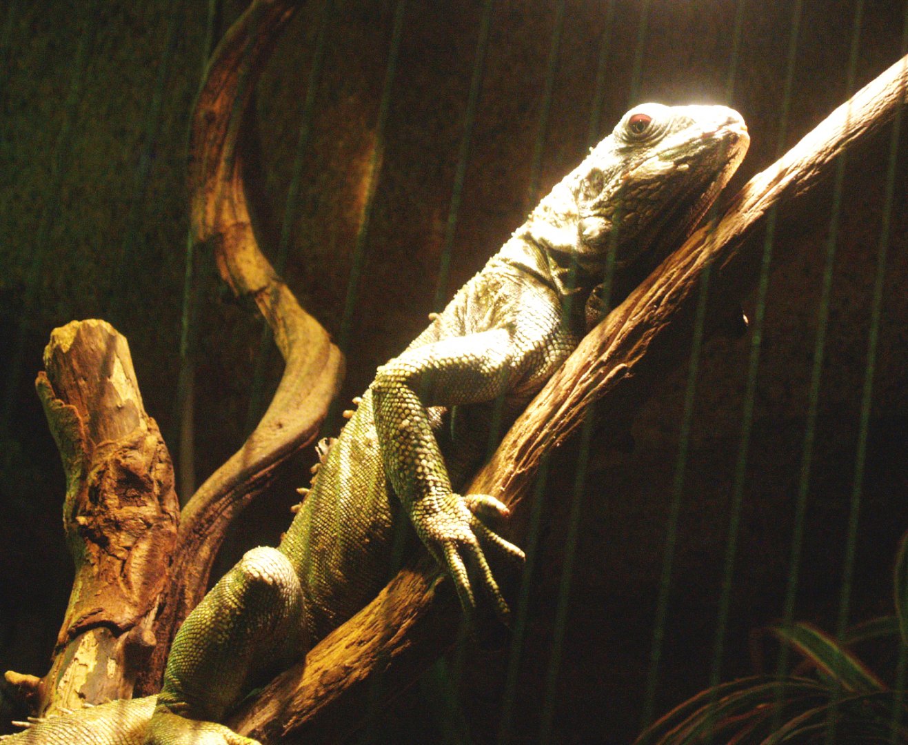 Green iguana (Iguana iguana), 2009-04-14