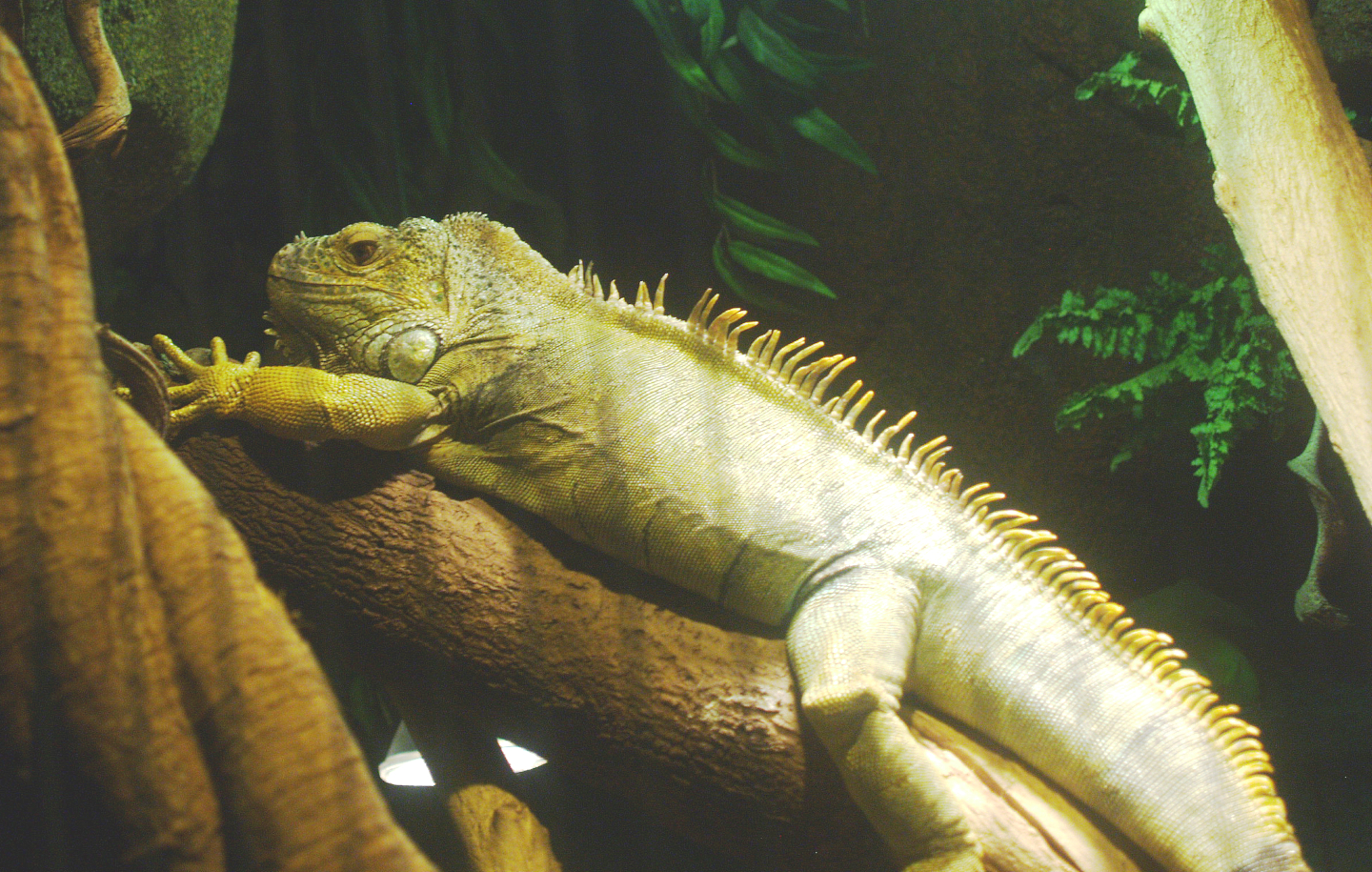 Green iguana (Iguana iguana), 2014-02-16