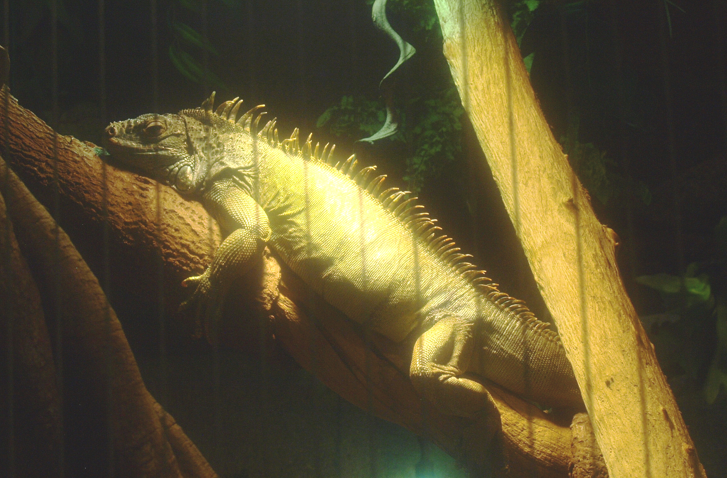 Green iguana (Iguana iguana), 2017-02-06