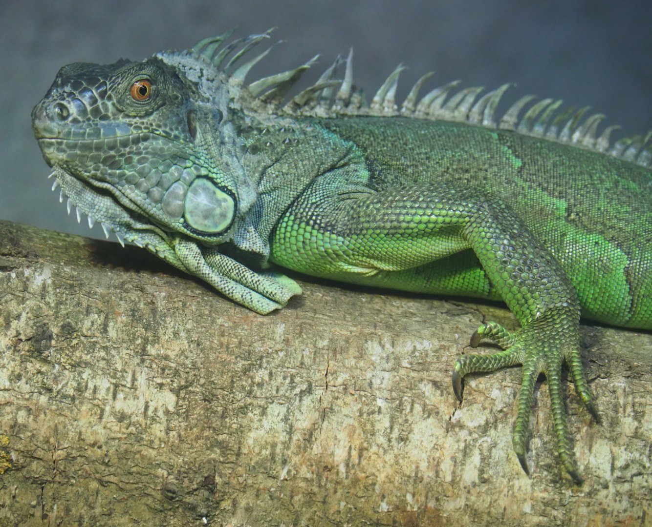 Green iguana (Iguana iguana), 2019-08-04