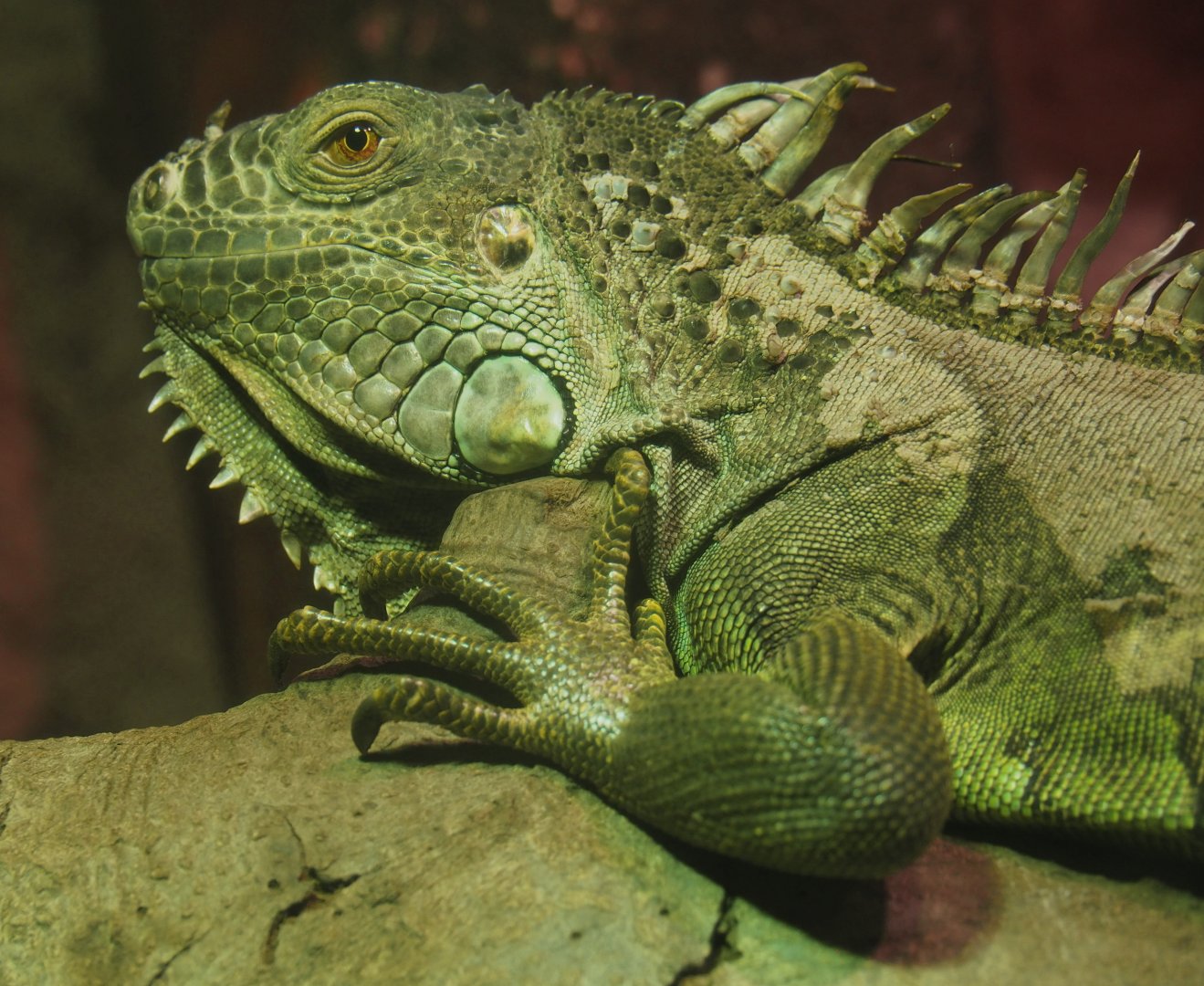 Green iguana (Iguana iguana), 2020-06-20